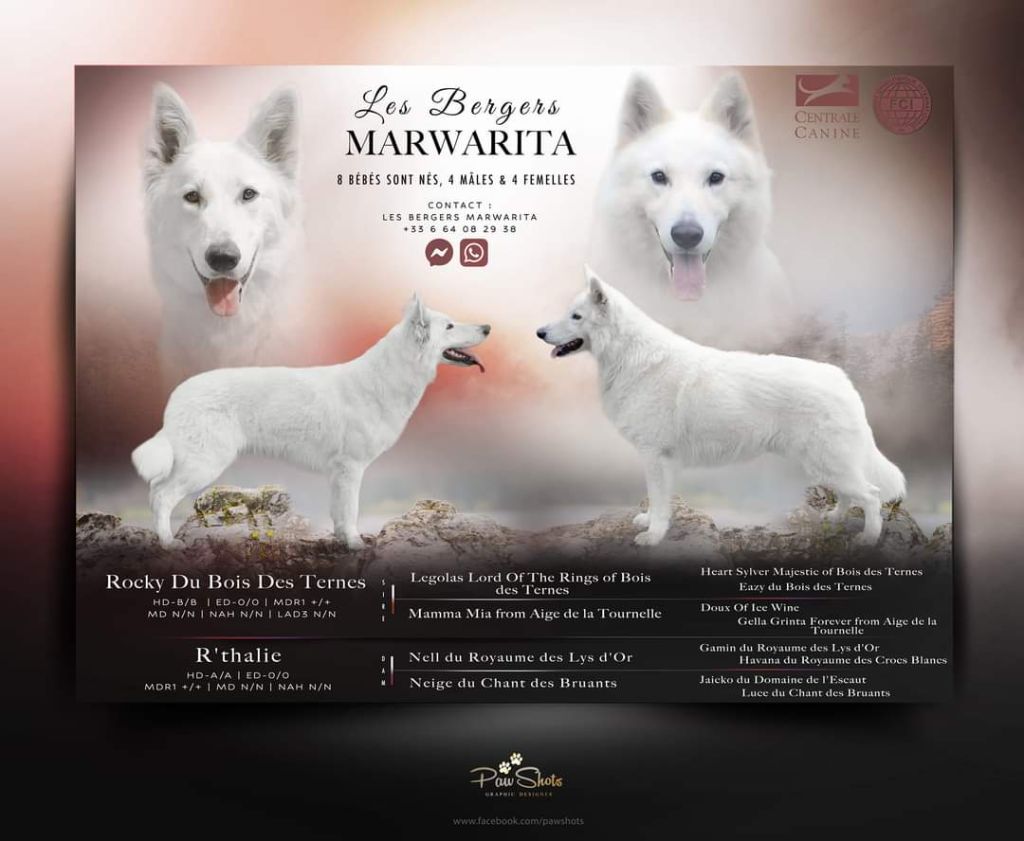 chiot Berger Blanc Suisse Legends of Marwarita