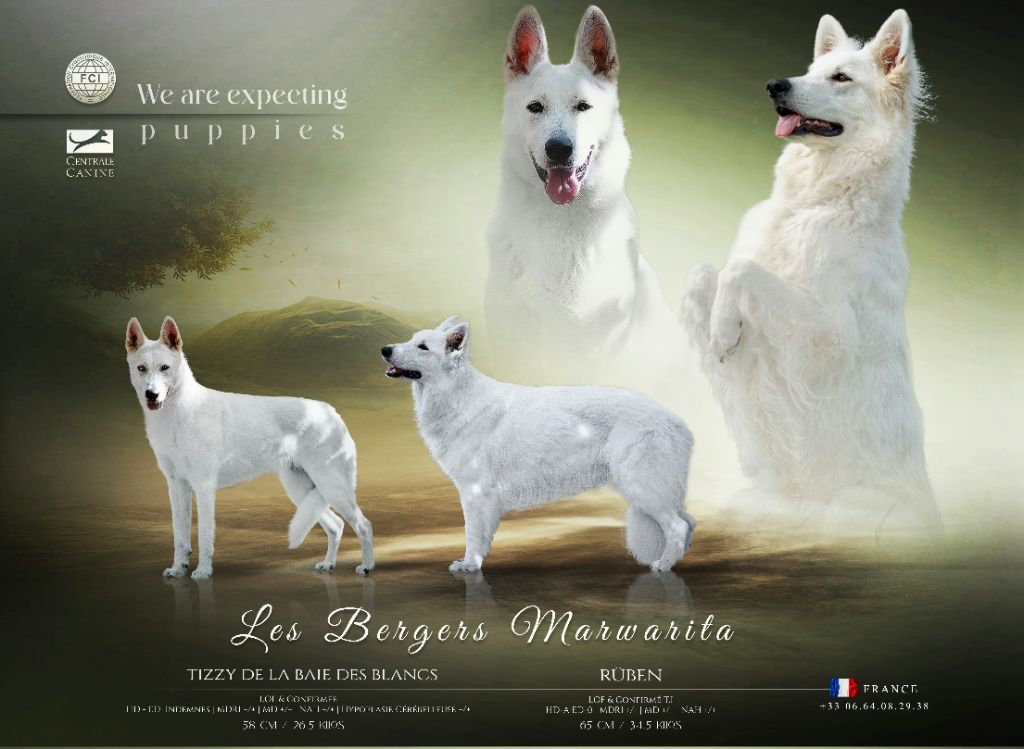 chiot Berger Blanc Suisse Legends of Marwarita