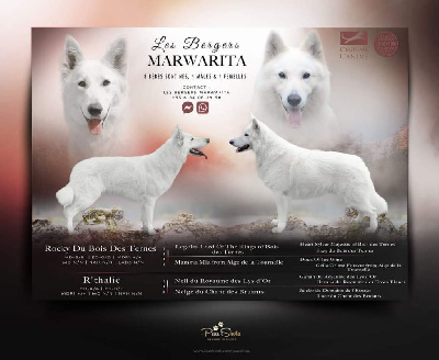 Legends of Marwarita - Berger Blanc Suisse - Portée née le 28/12/2023