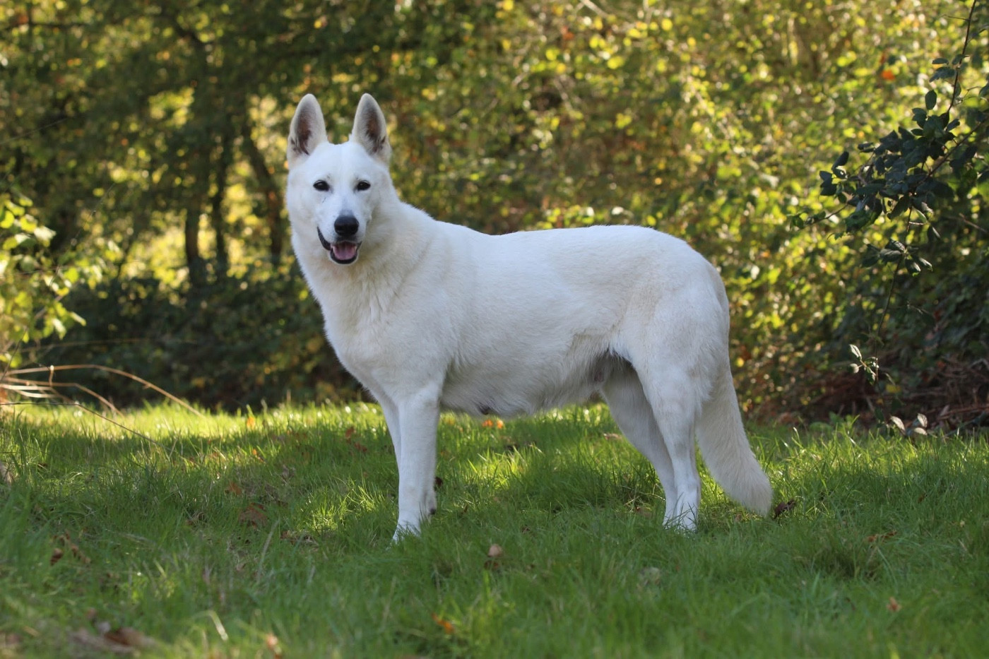 Tizzy de la baie des blancs