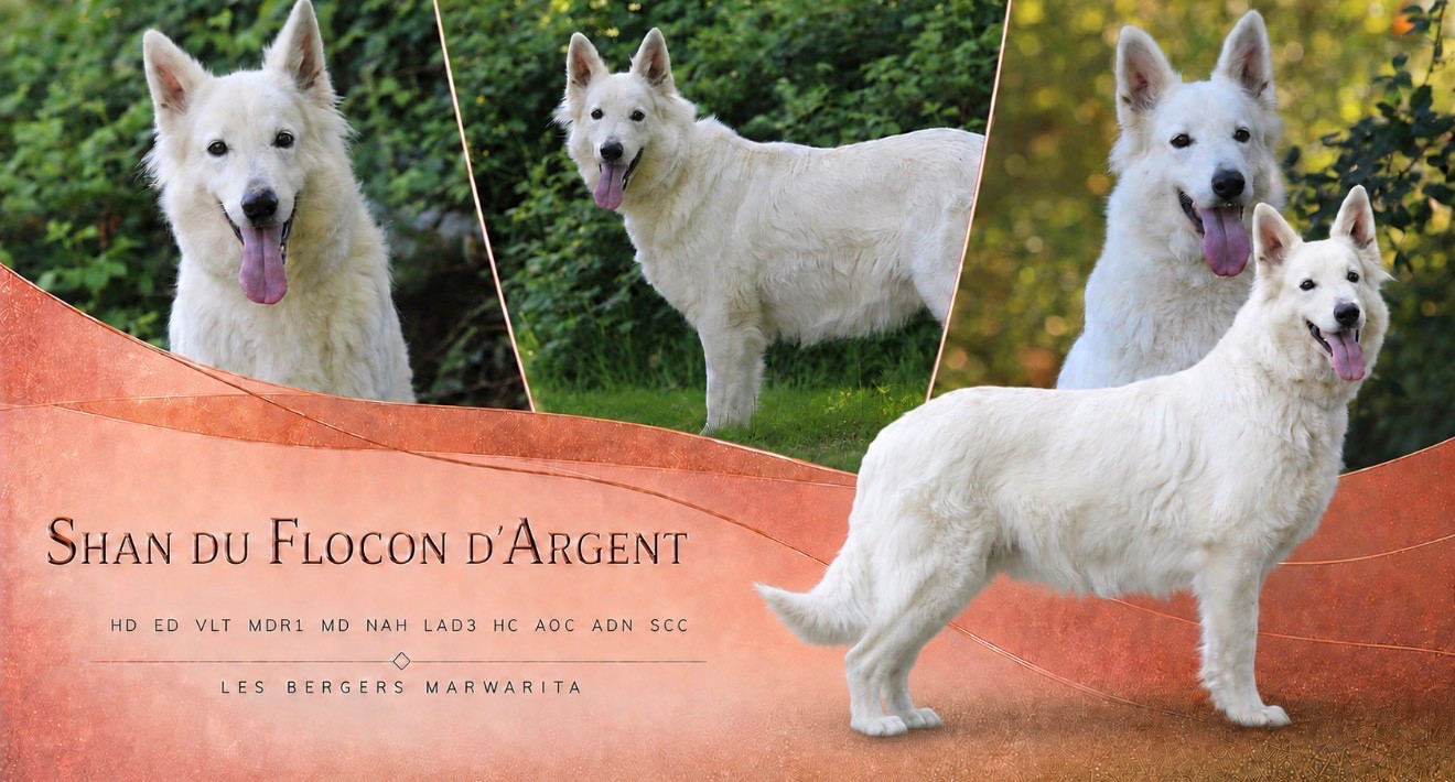 Shan « Shun » Du Flocon D'argent