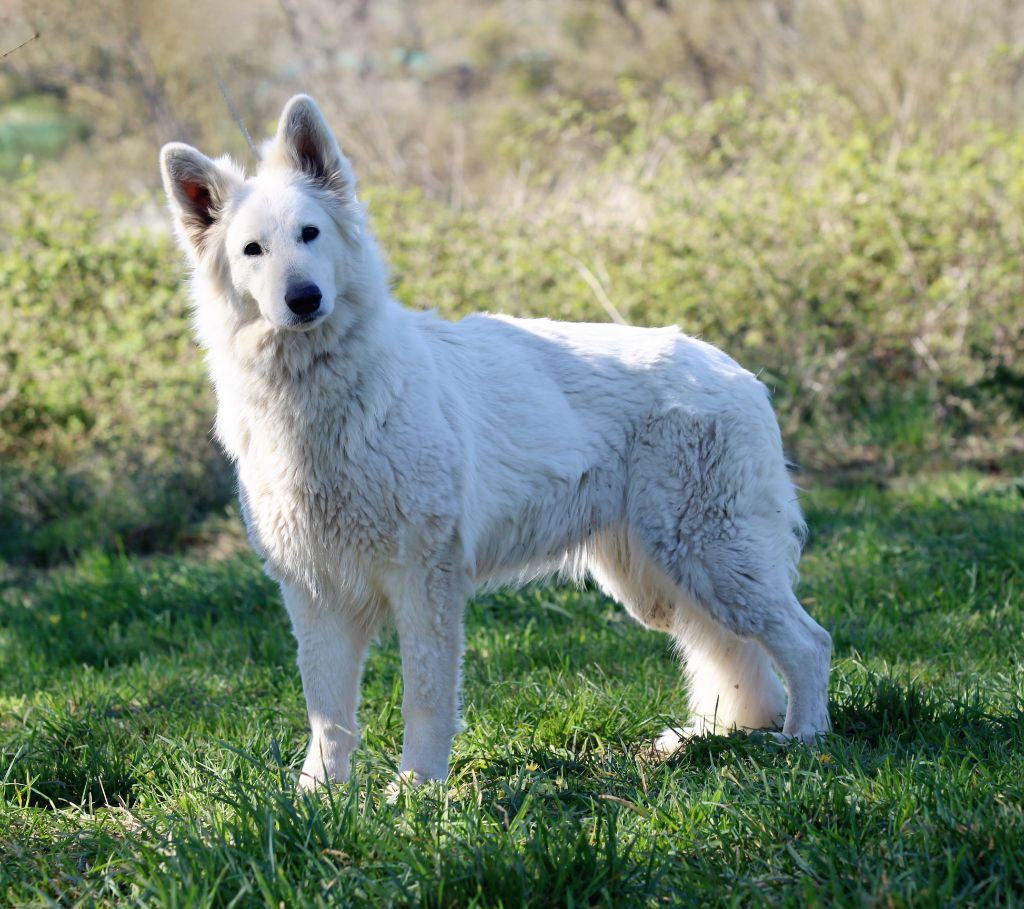 Orka of nice animals