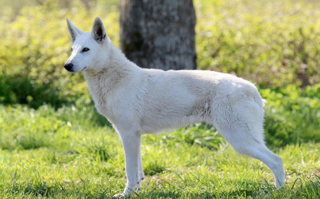 Véloce nikita des terres de skoll et hati