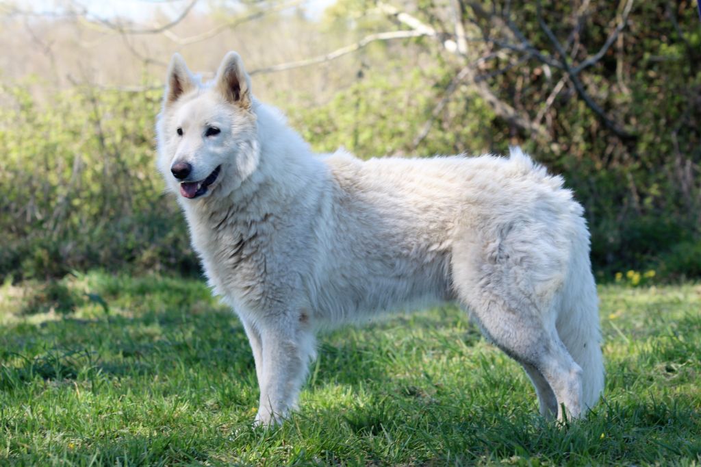 like snow Frant