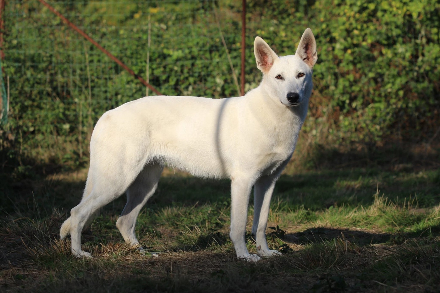 Véloce nikita des terres de skoll et hati
