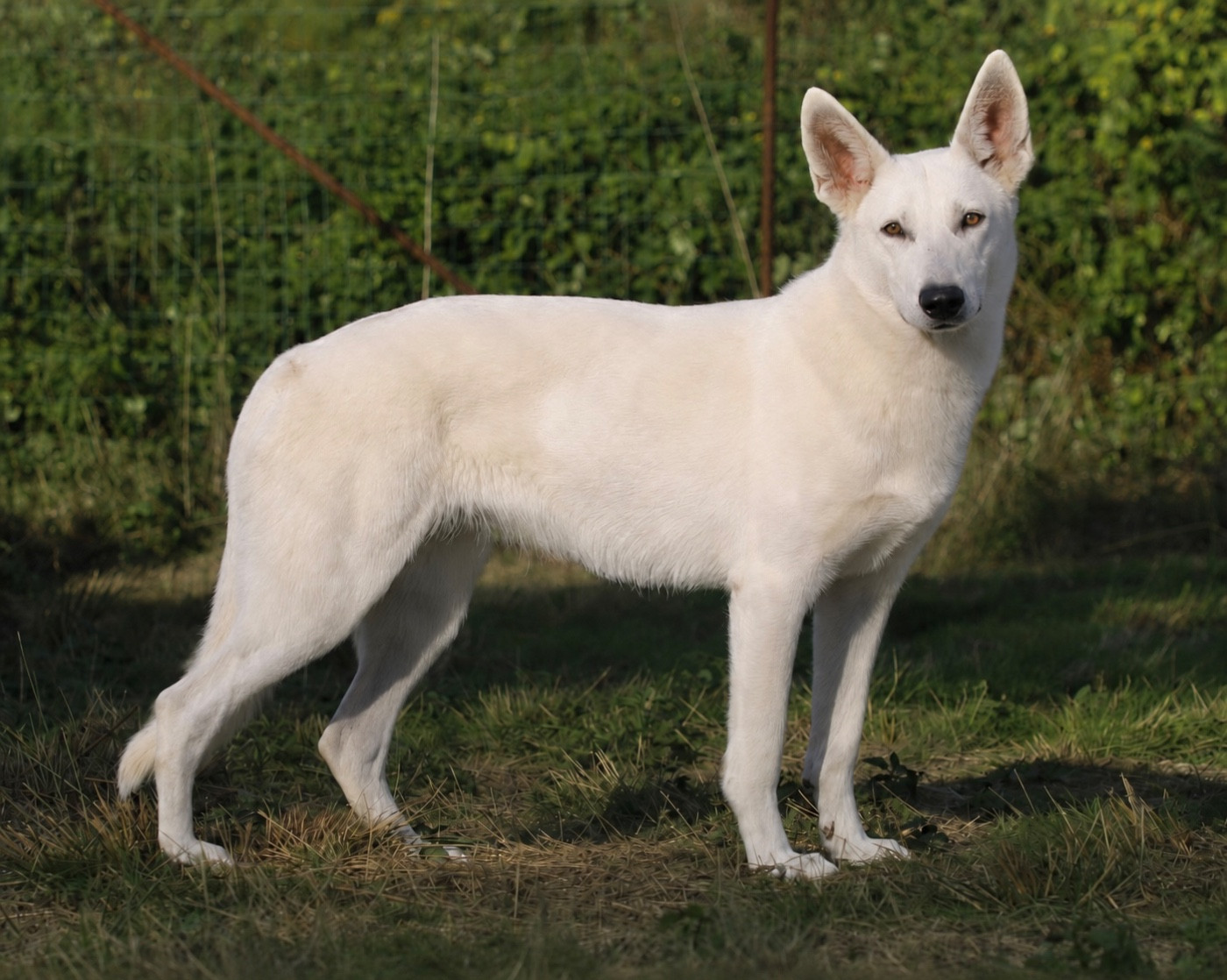 Véloce « Nikita » des terres de skoll et hati