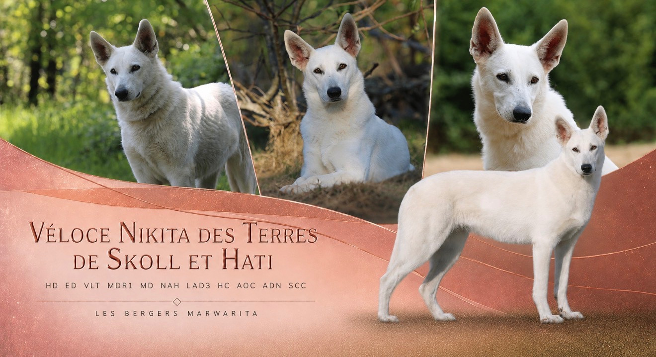 Véloce « Nikita » des terres de skoll et hati