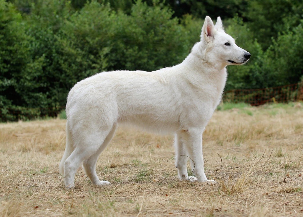Ultra white spirit dit mulan Legends of Marwarita