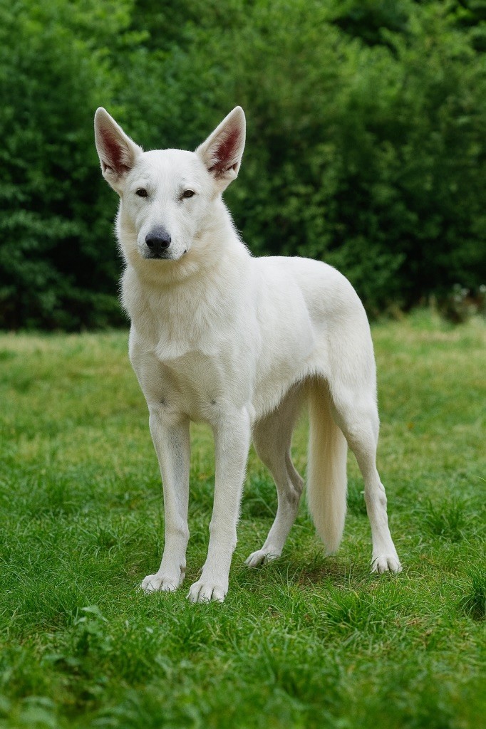 Véloce nikita des terres de skoll et hati