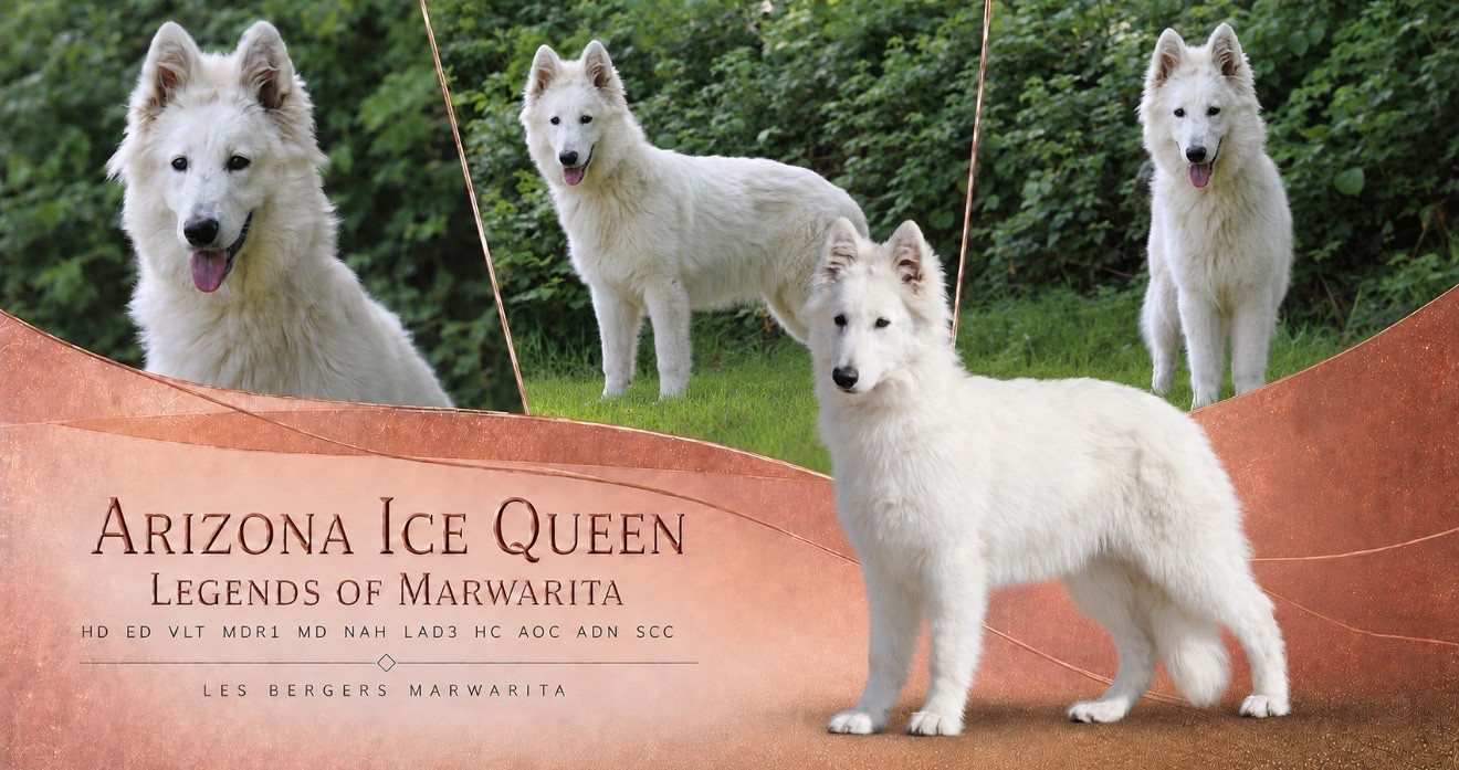 Arizona Ice Queen Legends of Marwarita