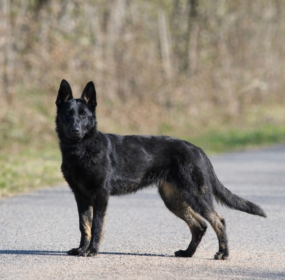 Akira « Huguette » Du domaine d Hilara