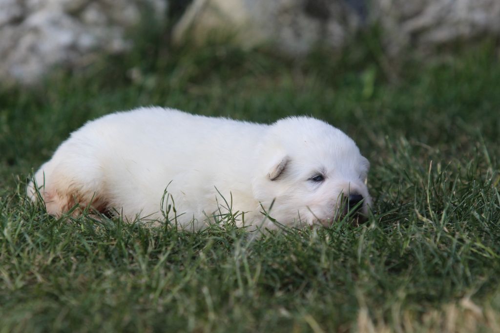 Legends of Marwarita - Chiots disponibles - Berger Blanc Suisse