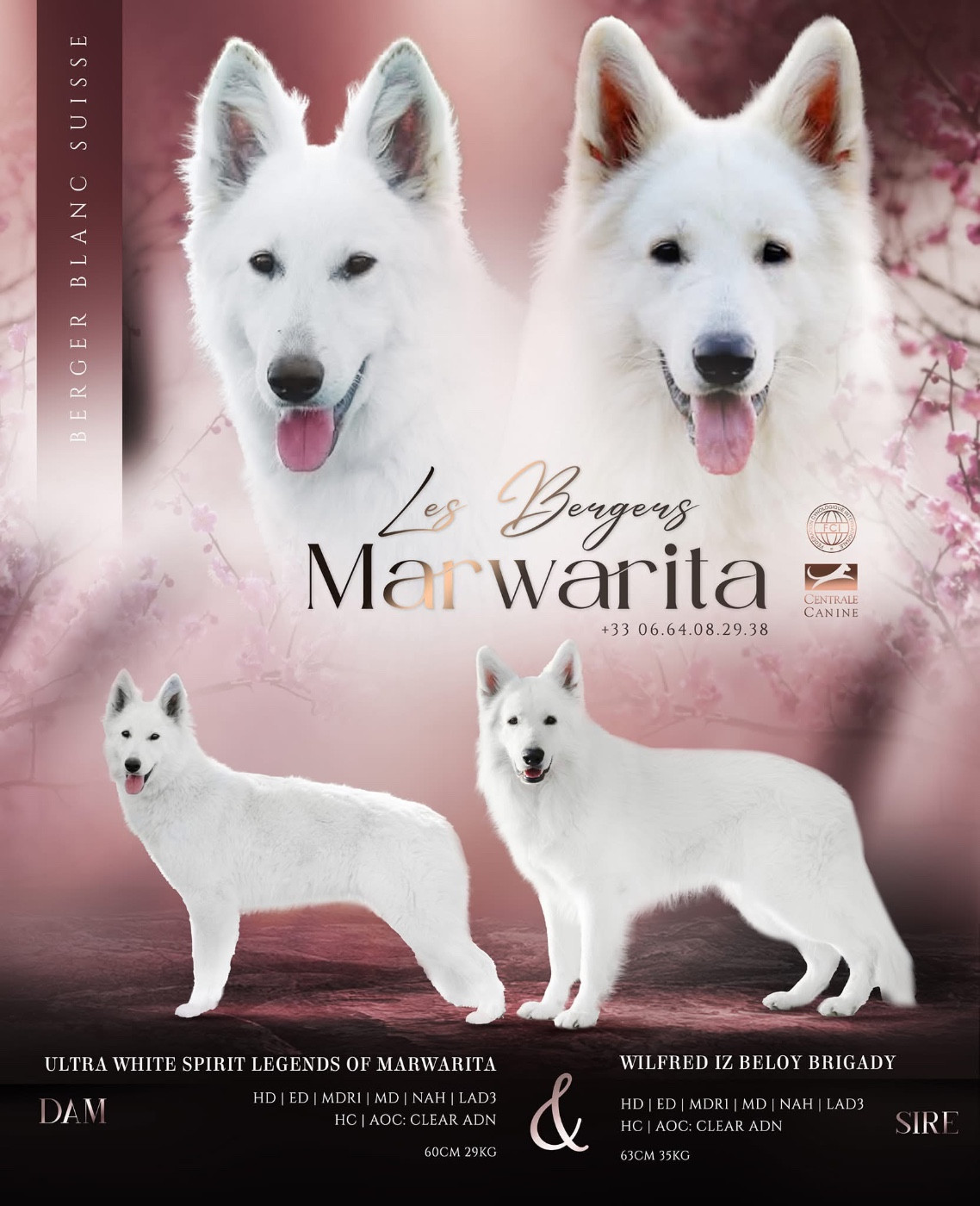 Legends of Marwarita - Berger Blanc Suisse - Portée née le 25/10/2025