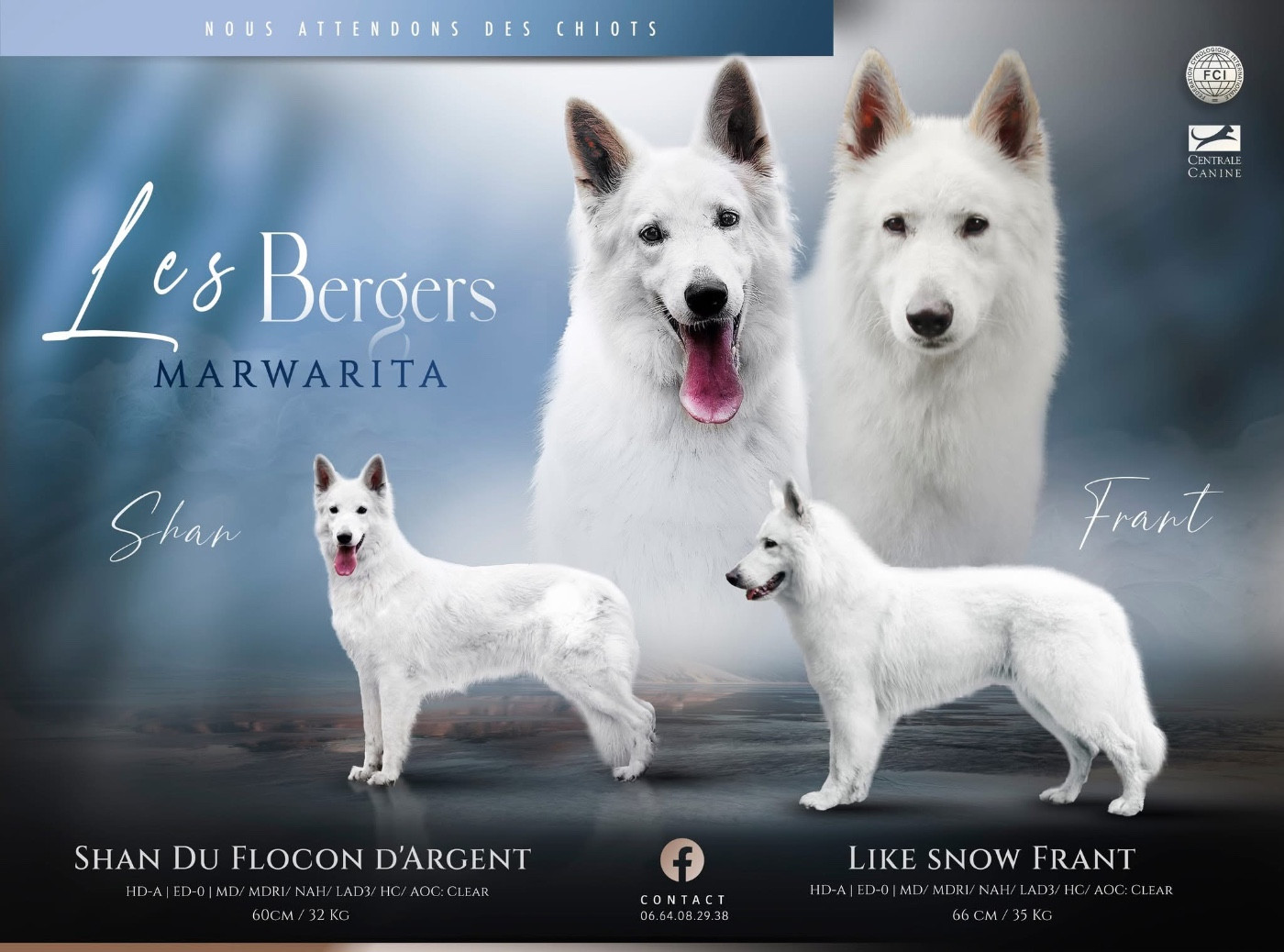 Chiot Berger Blanc Suisse Legends of Marwarita