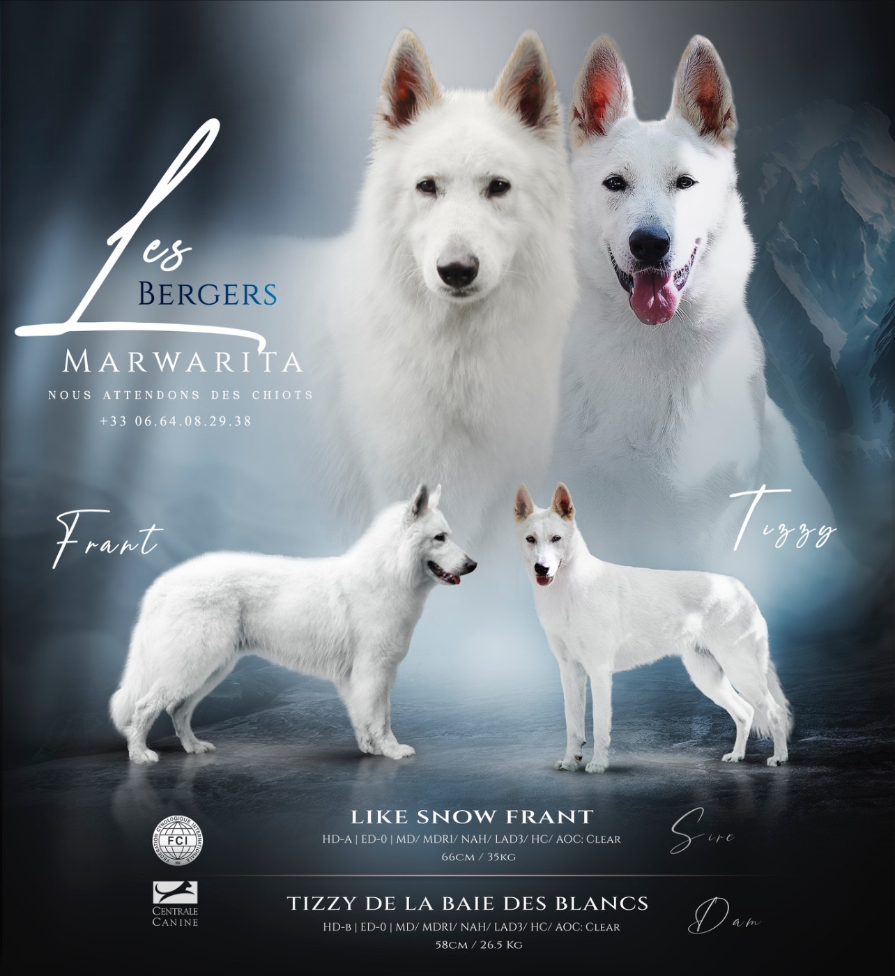 Legends of Marwarita - Berger Blanc Suisse - Portée née le 01/11/2025