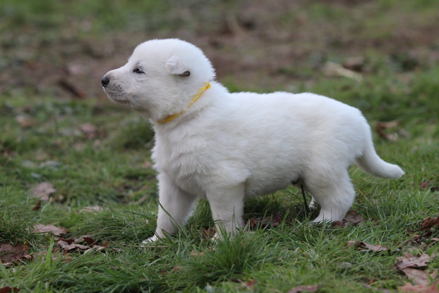 Legends of Marwarita - Chiots disponibles - Berger Blanc Suisse