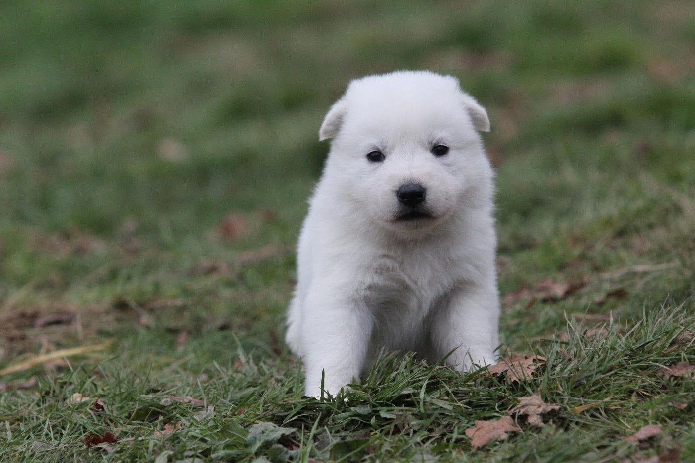 Legends of Marwarita - Chiots disponibles - Berger Blanc Suisse
