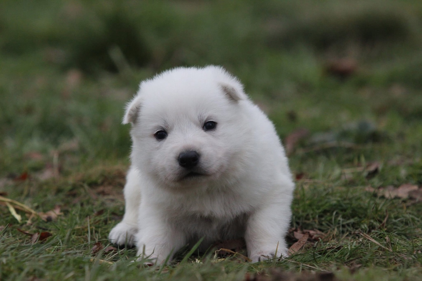 Legends of Marwarita - Chiots disponibles - Berger Blanc Suisse