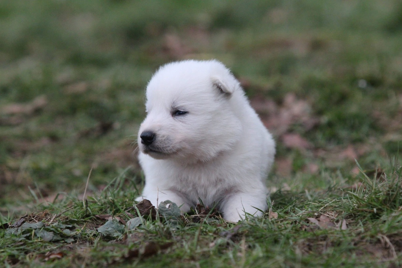 Legends of Marwarita - Chiots disponibles - Berger Blanc Suisse