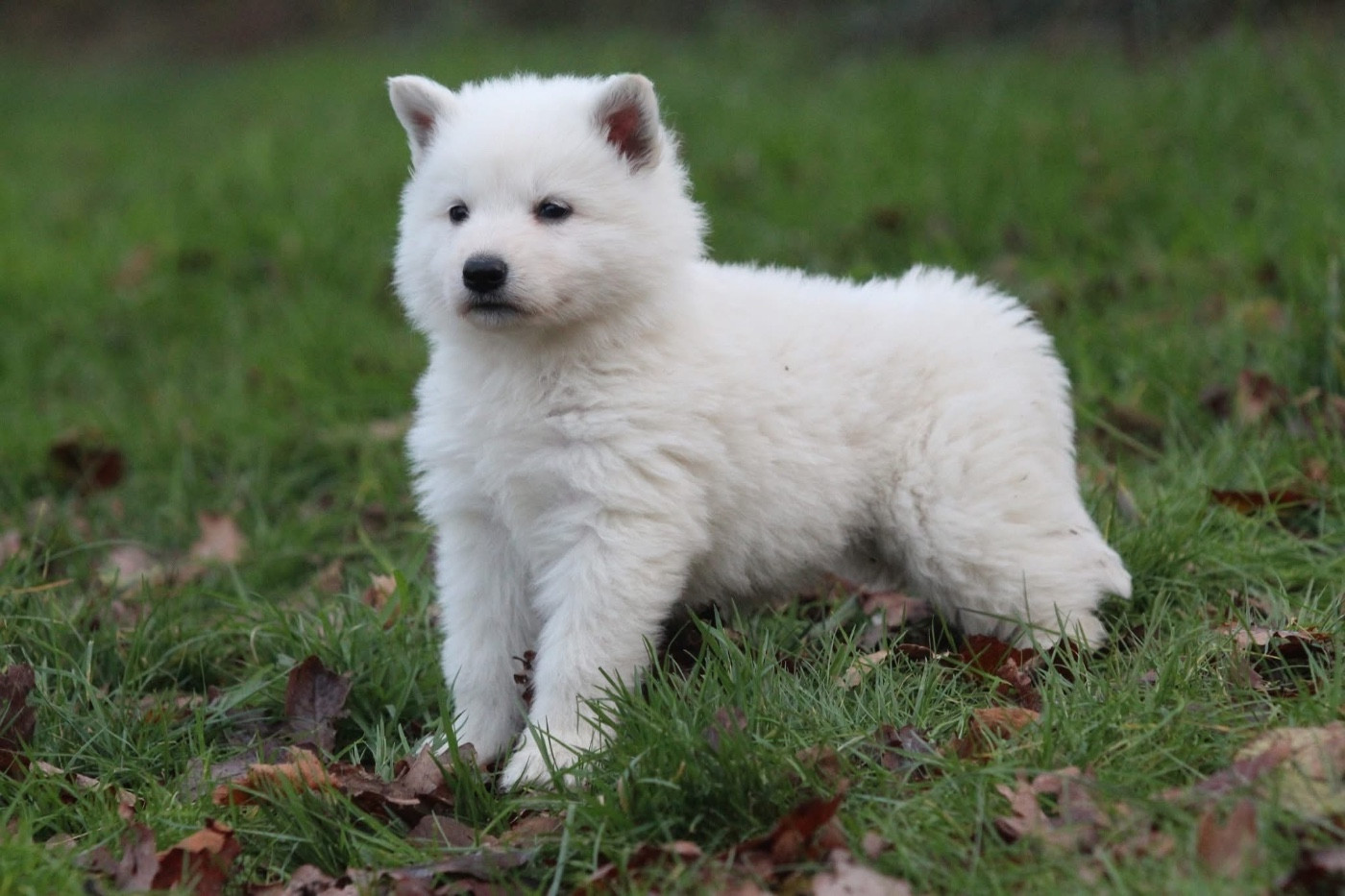 Legends of Marwarita - Chiots disponibles - Berger Blanc Suisse