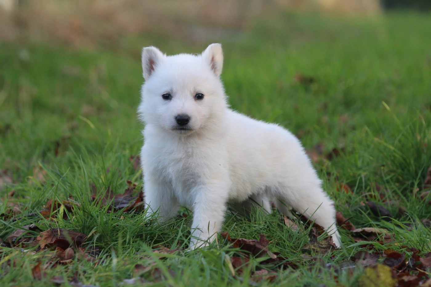 Legends of Marwarita - Chiots disponibles - Berger Blanc Suisse