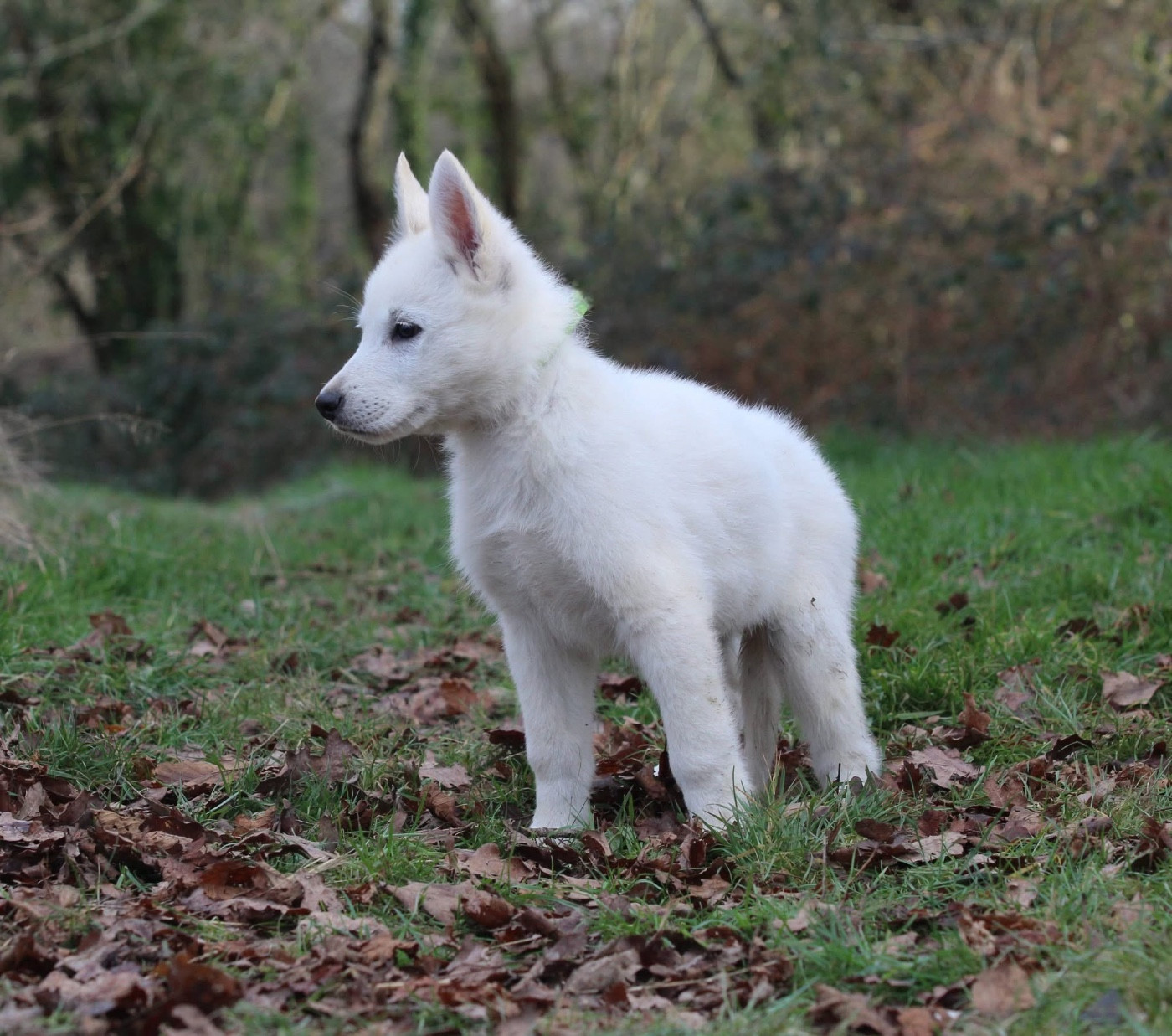 Legends of Marwarita - Chiots disponibles - Berger Blanc Suisse