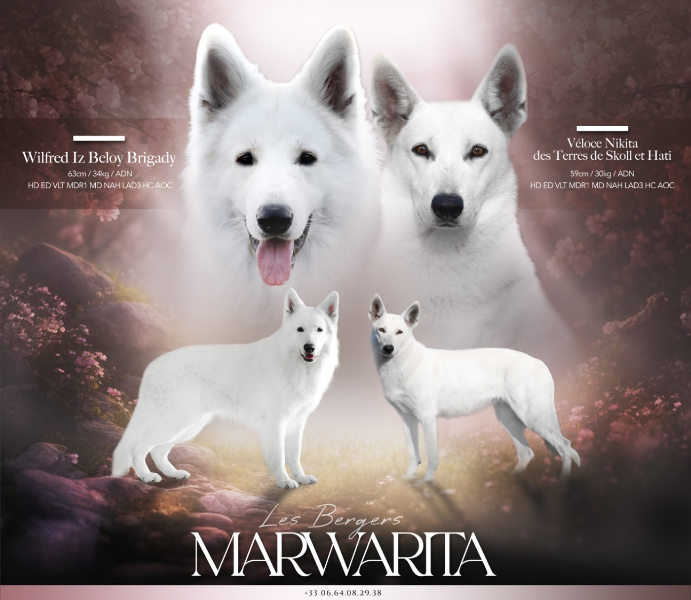 Legends of Marwarita - Berger Blanc Suisse - Portée née le 08/05/2026