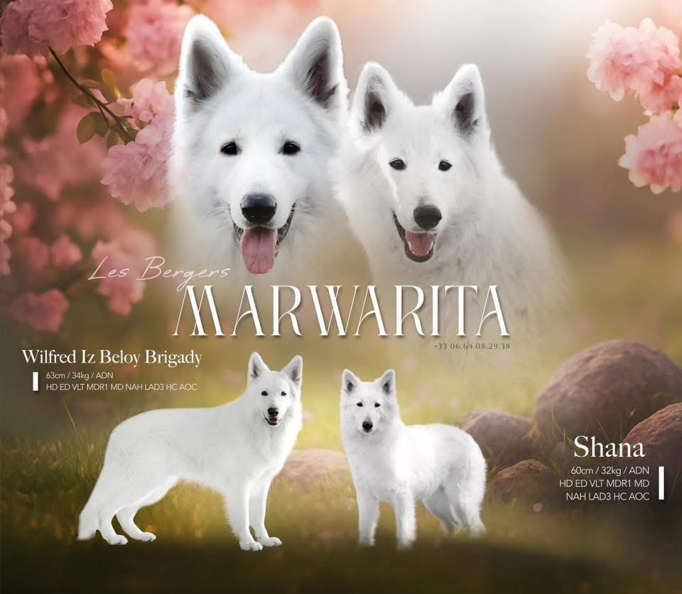 Legends of Marwarita - Berger Blanc Suisse - Portée née le 18/05/2026