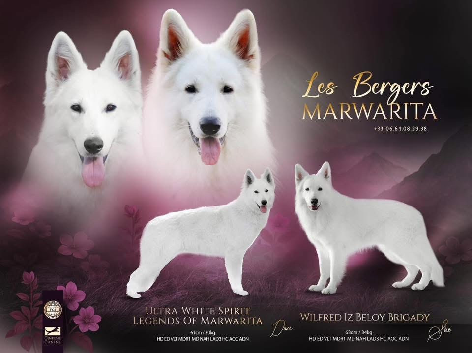 Chiot Berger Blanc Suisse Legends of Marwarita