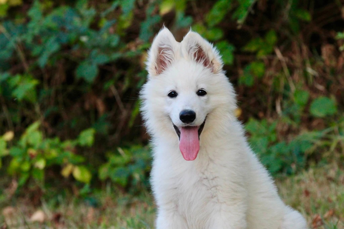 Legends of Marwarita - Chiots disponibles - Berger Blanc Suisse