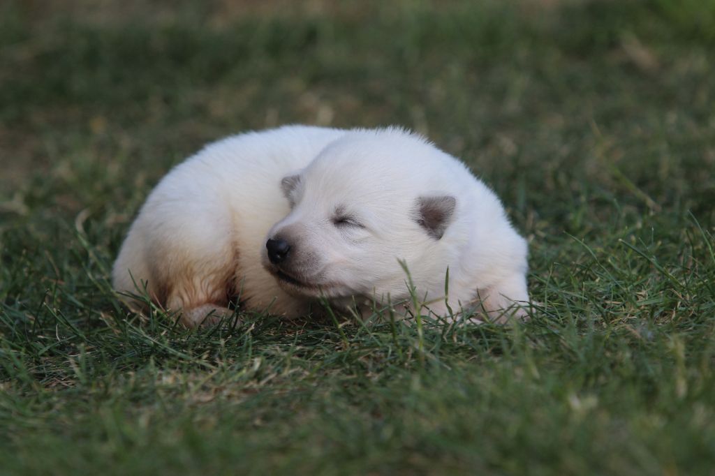 Legends of Marwarita - Chiots disponibles - Berger Blanc Suisse