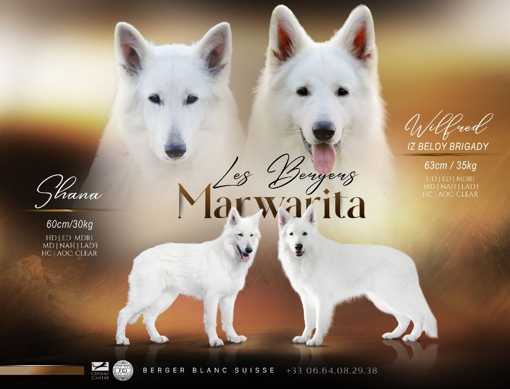 Legends of Marwarita - Berger Blanc Suisse - Portée née le 16/05/2025