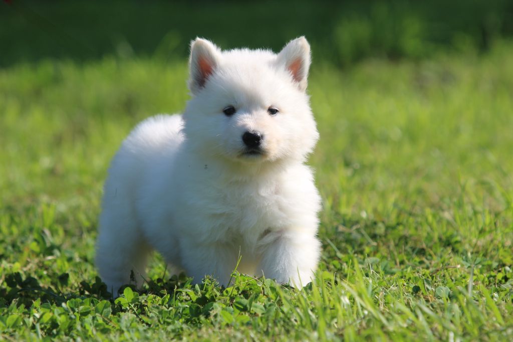 Legends of Marwarita - Chiots disponibles - Berger Blanc Suisse
