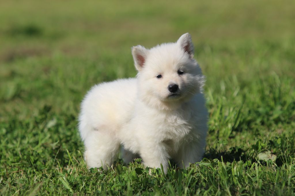 Legends of Marwarita - Chiots disponibles - Berger Blanc Suisse