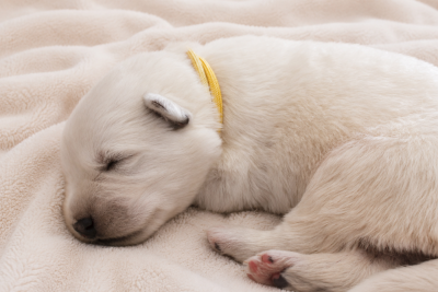 Collier Jaune