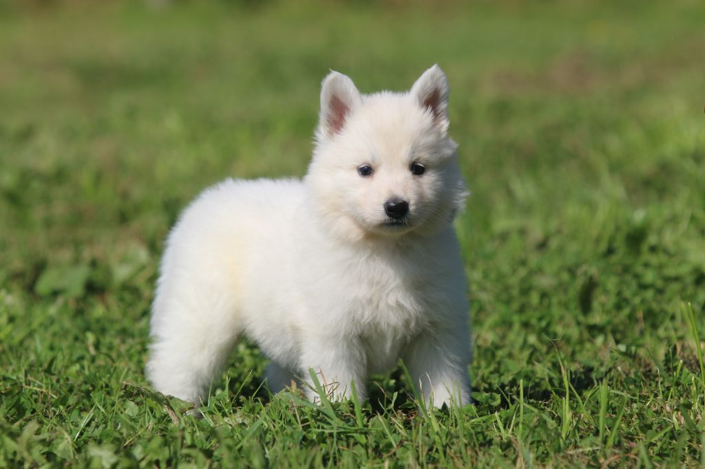 Legends of Marwarita - Chiots disponibles - Berger Blanc Suisse