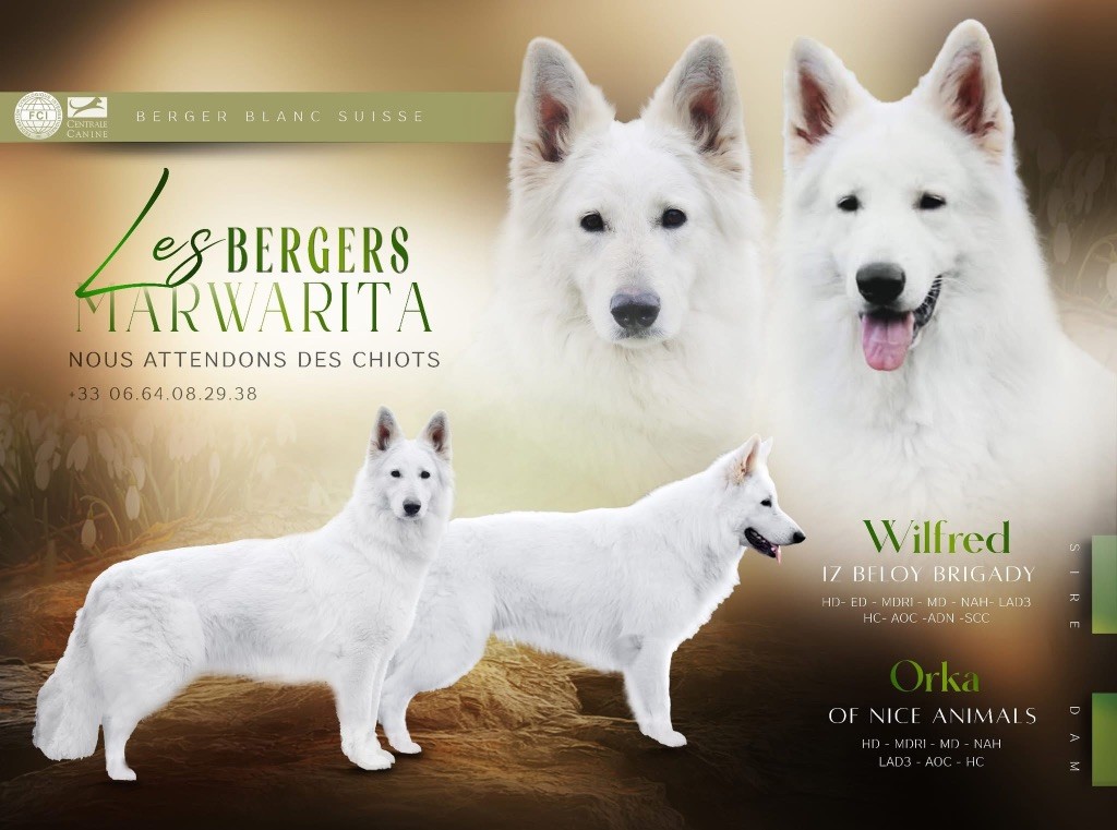Legends of Marwarita - Berger Blanc Suisse - Portée née le 20/08/2025