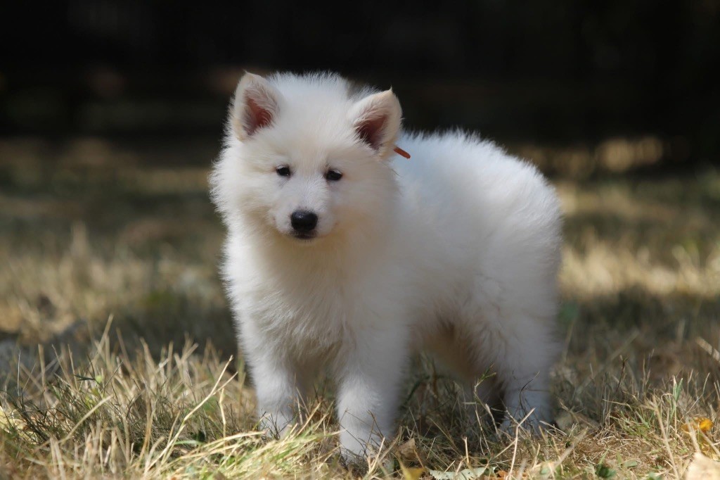 Legends of Marwarita - Chiots disponibles - Berger Blanc Suisse