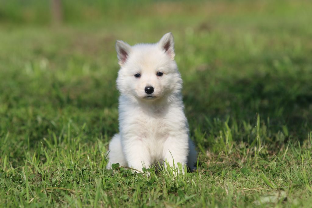 Legends of Marwarita - Chiots disponibles - Berger Blanc Suisse