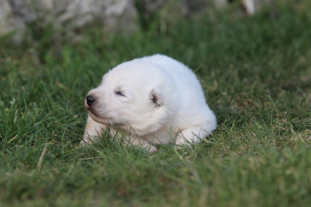 Legends of Marwarita - Chiots disponibles - Berger Blanc Suisse